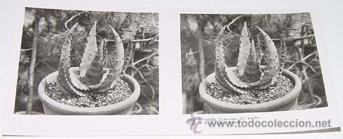 Fotografia antica: ANTIGUA FOTO ESTEREOSCOPICA DE BOTANICA - 6 X 13 CMS - RELLEY - EL ESCANER TOMADO NO HACE JUSTICIA
