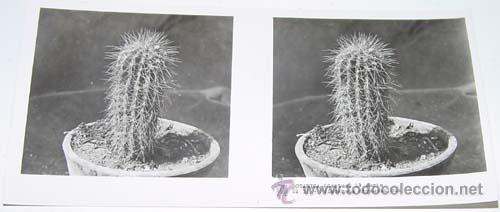 Fotografia antica: ANTIGUA FOTO ESTEREOSCOPICA DE BOTANICA - 6 X 13 CMS - RELLEY - EL ESCANER TOMADO NO HACE JUSTICIA