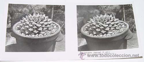 Fotografia antica: ANTIGUA FOTO ESTEREOSCOPICA DE BOTANICA - 6 X 13 CMS - RELLEY - EL ESCANER TOMADO NO HACE JUSTICIA