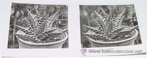 Fotografia antica: ANTIGUA FOTO ESTEREOSCOPICA DE BOTANICA - 6 X 13 CMS - RELLEY - EL ESCANER TOMADO NO HACE JUSTICIA