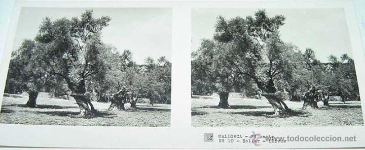 Fotografia antica: ANTIGUA FOTO ESTEREOSCOPICA DE MALLORCA . SOLLER OLIVOS, 2&ordf; SERIE NUM. 10 - MIDE 13 X 6 CMS. APROXIM