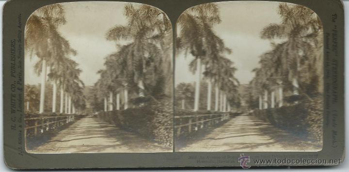 Fotografia antiga: vista estereoscopica, Honolulo, 1901