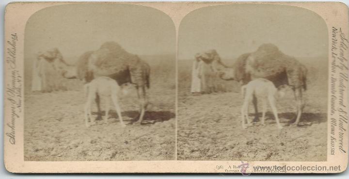 Fotografia antiga: vista estereoscopica desierto de Egipto 1896
