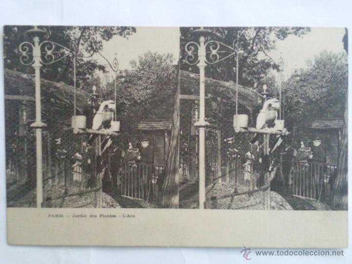 Fotografia antica: POSTAL ESTEREOSCOPICA PARIS,- JARDIN DE PLANTAS - L`ARA