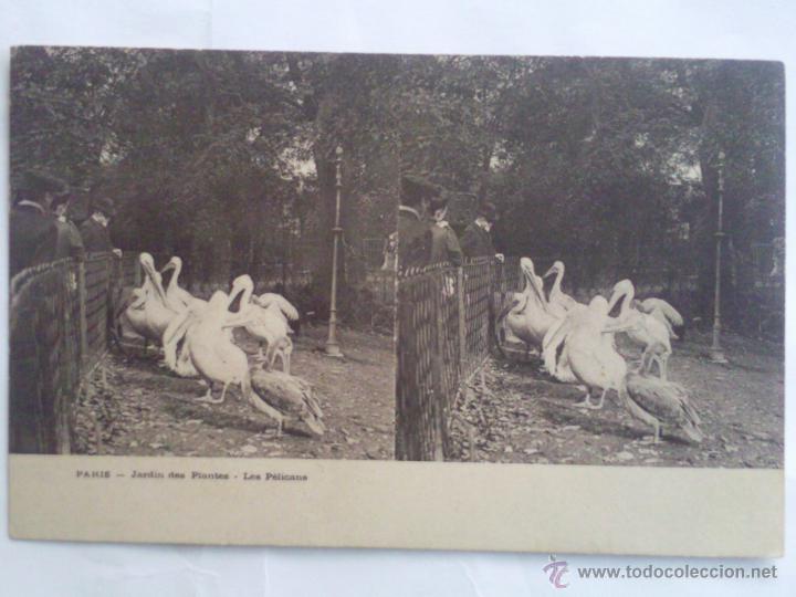 Fotografia antica: POSTAL ESTEREOSCOPICA PARIS,- JARDIN DE PLANTAS - LOS PELICANOS