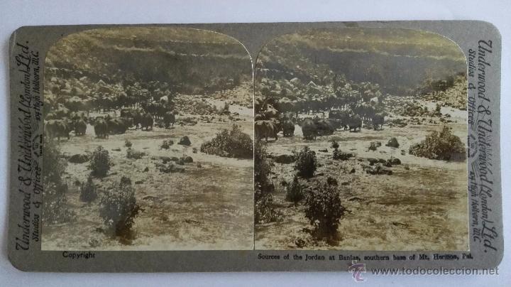 Fotograf&iacute;a antigua: FOTO ESTEREOSCOPICA, UNDERWOOD & UNDERWOOD, VACAS EN LAS FUENTES DEL JORDAN