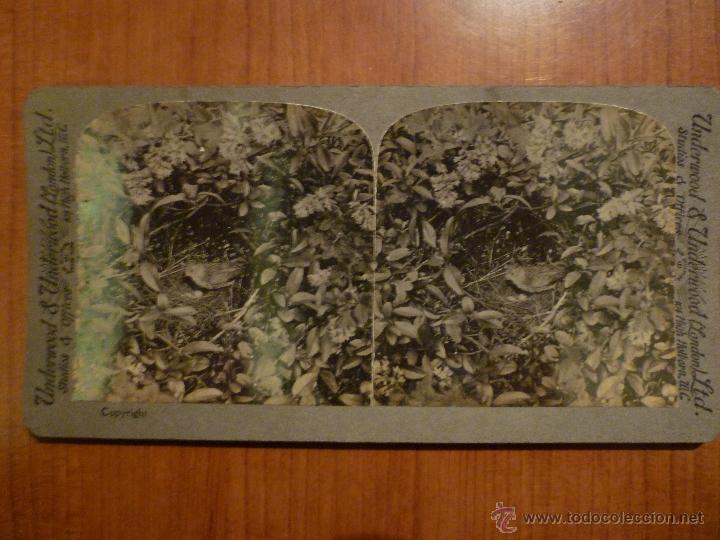Fotograf&iacute;a antigua: FOTOGRAFIA ESTEREOSCOPIA DE PAJARO POR UNDERWOOD & UNDERWOOD.