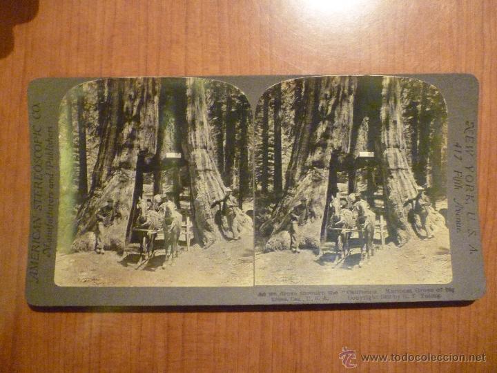 Fotografia antiga: FOTO ESTEREOSCOPICA ARBOL DE CALIFORNIA POR Y. YOUNG. A&Ntilde;O 1902 AMERICAN STEREOSCOPIC CO.