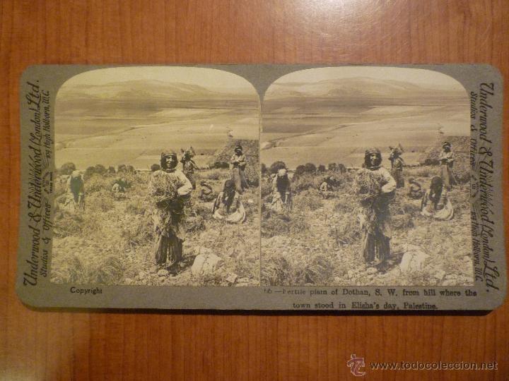Fotografia antiga: FOTOGRAFIA ESTEREOSCOPICA PLANTACION DE PALESTINA POR UNDERWOOD&UNDERWOOD