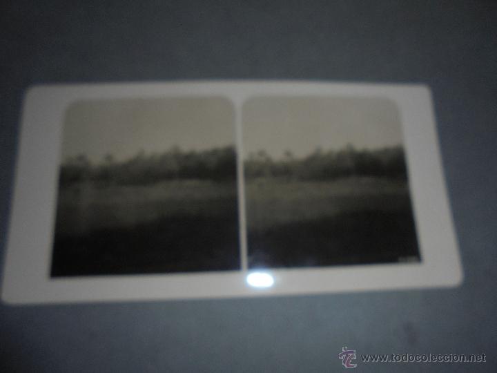 Fotograf&iacute;a antigua: ANTIGUA ESTEREOSCOPICA 1216 KAIRO ,BOSQUE DE PALMAS ( MENFIS ANTIGUO ) 18X9 CM.