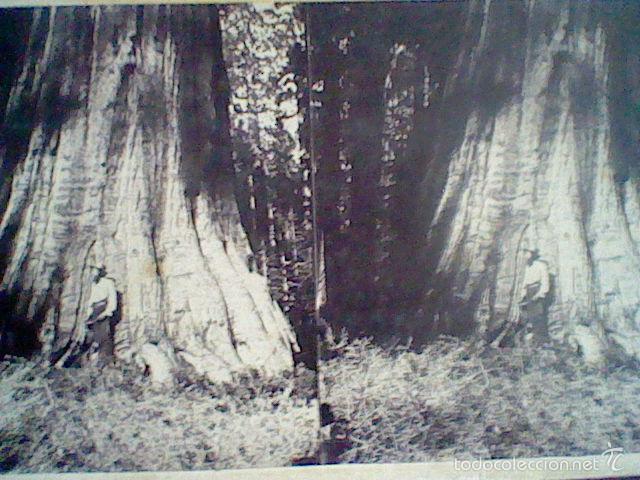Photographie ancienne: fotografia estereoscopica hombre enorme arbol California creo Secuoya