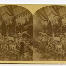 Fotografia antica: ESTEREOSCÓPICA. EXPOSICIÓN UNIVERSAL FILADELFIA 1876. MRS. MAXWELL'S ROCKY MOUNTAIN MUSEUM SERIES,