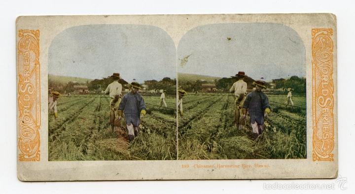 Antique Photography: Esterosc&oacute;pica fotomec&aacute;nica coloreada. Campesinos chinos recogiendo arroz. Hawaii.  World Series.