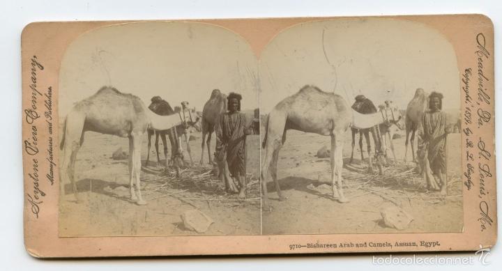 Fotograf&iacute;a antigua: Vista de camellos en Assuan, Egipto.  1899. Keystone View Company.  Manufacturers and P