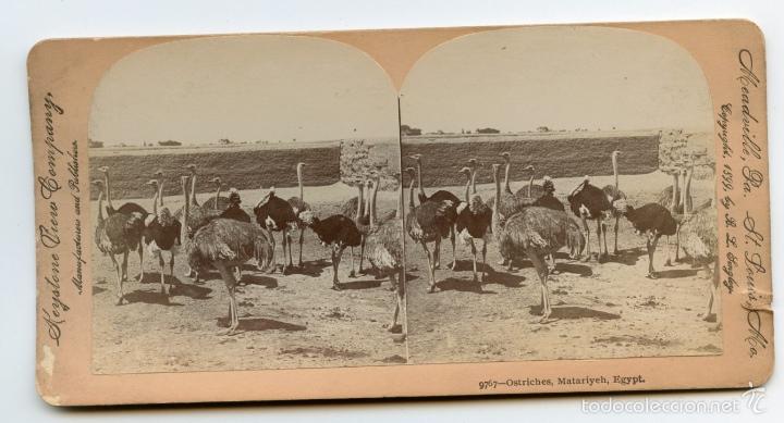 Fotografia antiga: Avestruces en Matariyeh, Egipto.  Keystone View Company.  Manufacturers and Publishers.