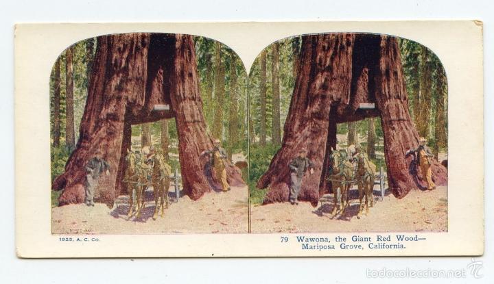 Fotografia antiga: Wawona, the Giant Red Wood - Mariposa Grove, California. 1925, A.C. Co.