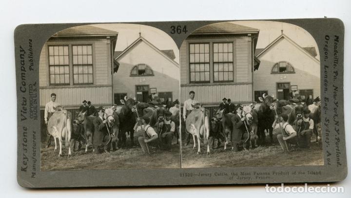 Photographie ancienne: Ganado en la isla de Jersey, Francia.  Keystone View Company.  Copyrighted Made in U.S.A.  Manufactu