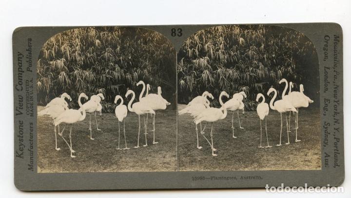 Photographie ancienne: Flamencos, Australia.  Keystone View Company.  Copyrighted Made in U.S.A.  Manufacturers & Publisher