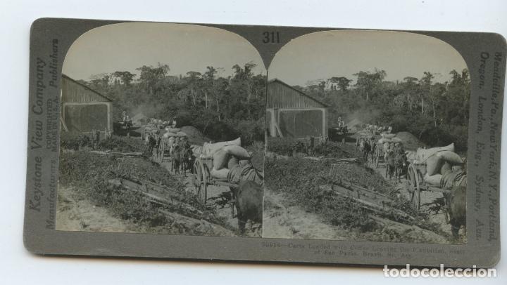 Photographie ancienne: Carros cargados de caf&eacute; dejando la plantaci&oacute;n, Sao Paolo, Brasil.  Keystone View Company.  Copyright