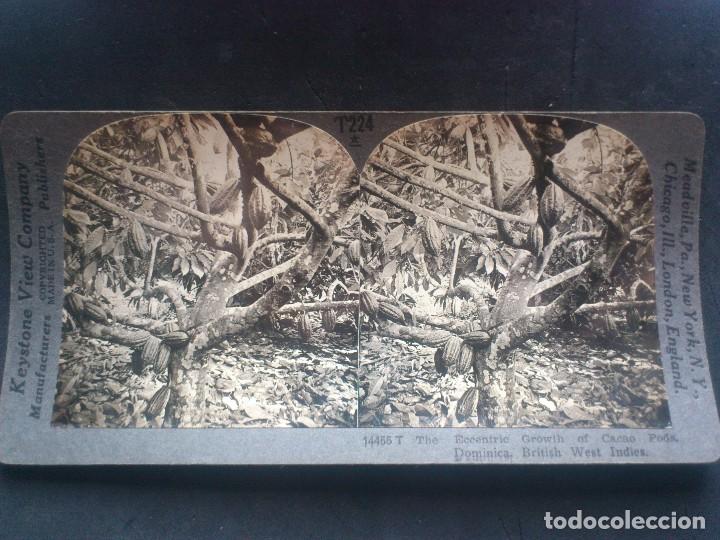 Fotografia antica: KEYSTONE VIEW COMPANY, CRECIMIENTO EXCENTRICO DE VAINA DE CACAO, ISLA DOMINICA, ORIGINAL, A&Ntilde;OS 20