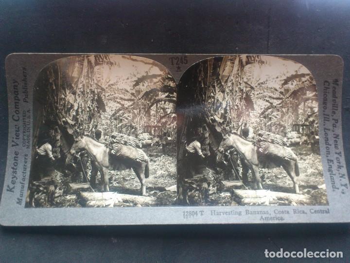 Fotografia antica: KEYSTONE VIEW COMPANY, COSECHA DE PLATANOS COSTA RICA, AMERICA CENTRAL, ORIGINAL, A&Ntilde;OS 20