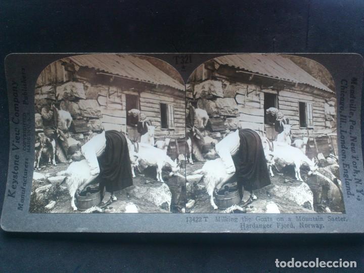 Fotograf&iacute;a antigua: KEYSTONE VIEW COMPANY, ORDE&Ntilde;ANDO LAS CABRAS EN UNA MONTA&Ntilde;A SAETER, NORUEGA, ORIGINAL, A&Ntilde;OS 20