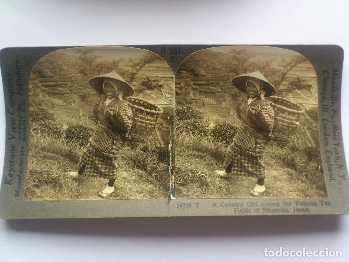 Fotograf&iacute;a antigua: KEYSTONE VIEW COMPANY, ENTRE LOS CAMPOS DE TE FAMOSOS DE SHIZUOKA, JAPAN, ORIGINAL, A&Ntilde;OS 20
