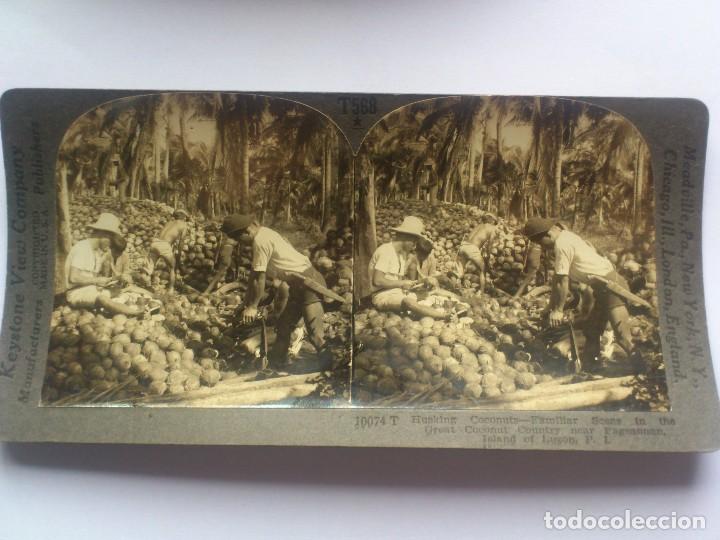 Antique Photography: KEYSTONE VIEW COMPANY, RECOLECTANDO COCOS EN LA ISLA DE LUZON, POLINESIA, ORIGINAL, A&Ntilde;OS 20