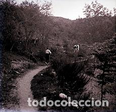 Antique Photography: Catalu&ntilde;a. Pastores con su reba&ntilde;o de vacas. c. 1910