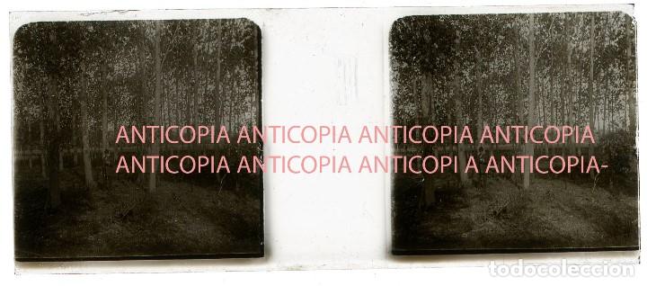 Fotografia antica: ESTEREOSCOPIA DE CRISTAL DE LLAVANERAS PRINCIPIO DEL SIGLO XX-BARCELONA