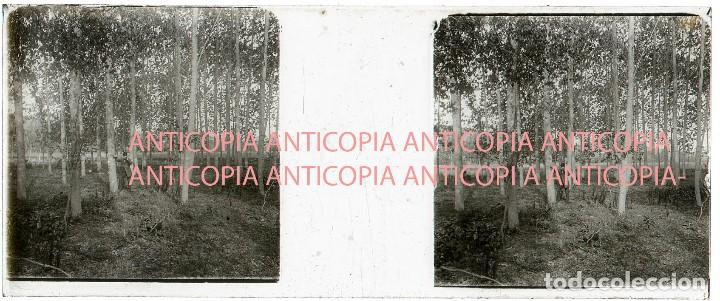 Fotografia antica: ESTEREOSCOPIA DE CRISTAL DE LLAVANERAS PRINCIPIO DEL SIGLO XX-BARCELONA