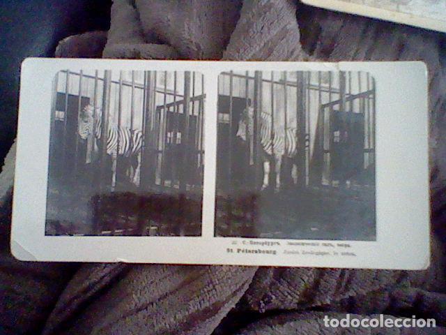 Fotografia antica: fotografia antigua estereoscopica zoo san petersburgo Cebra 1905