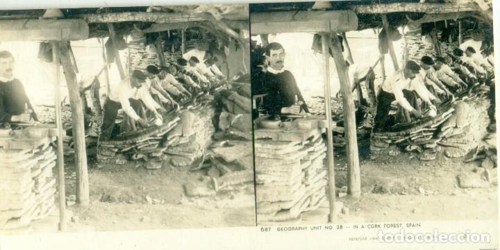 Photographie ancienne: RECOGIDA DEL CORCHO. HACIA 1960. FOTO KEYSTONE. ESTADOS UNIDOS.