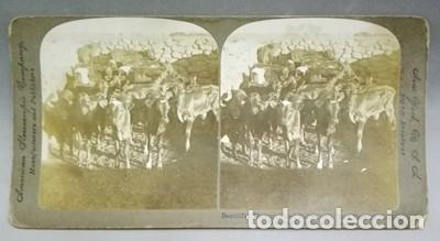Photographie ancienne: FOTOGRAFIA ESTEREOSCOPICA. HERMOSOS TERNEROS EN UNA GRANJA, AFRICA - P-ESTEO-026