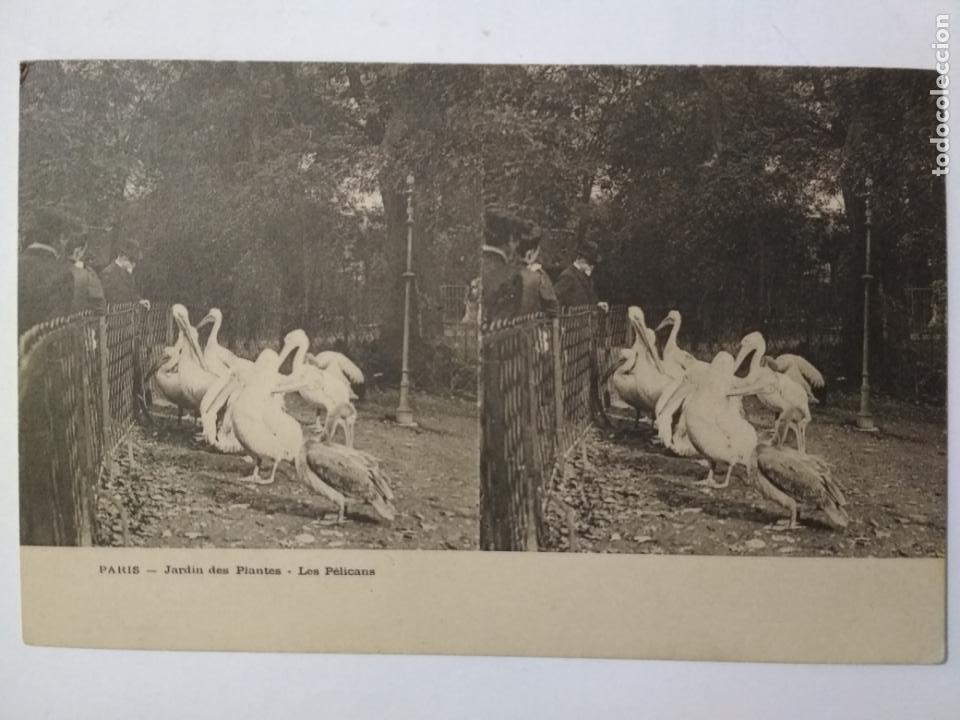 Photographie ancienne: POSTAL ESTEREOSCOPICA, PARIS - JARDINDES PLANTES - LES PELICANS, SIN CIRCULAR
