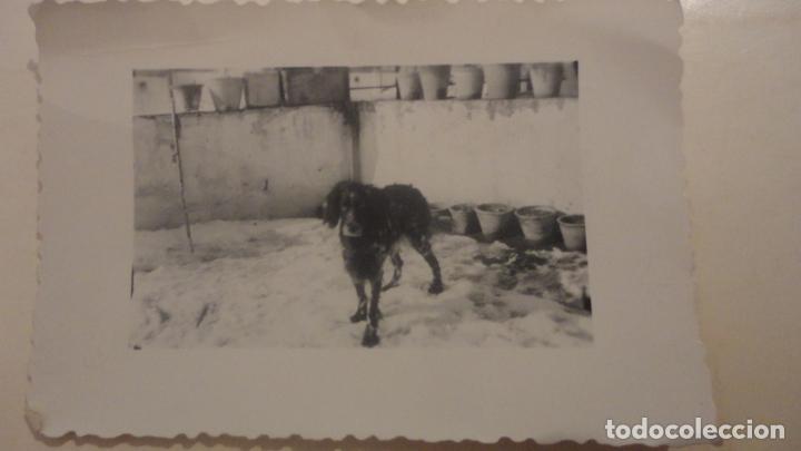 Fotograf&iacute;a antigua: ANTIGUA FOTOGRAFIA DE PERRO 1954