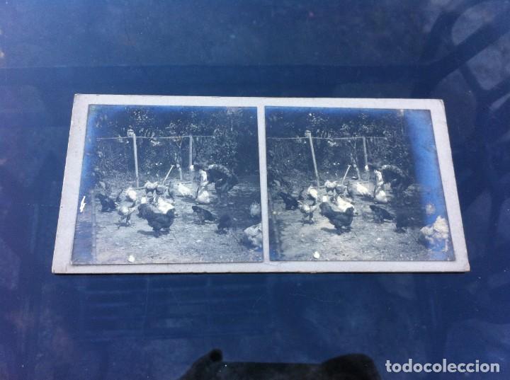 Photographie ancienne: FOTOGRAF&Iacute;A ESTEREOSC&Oacute;PICA. NI&Ntilde;OS EN UN GALLINERO