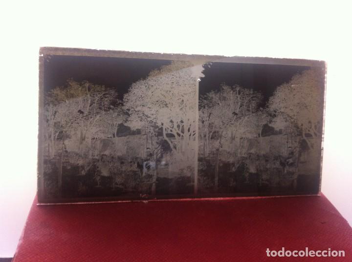 Fotografia antica: CRISTAL ESTEREOSC&Oacute;PICO. SE&Ntilde;ORA SENTADA ENTRE &Aacute;RBOLES