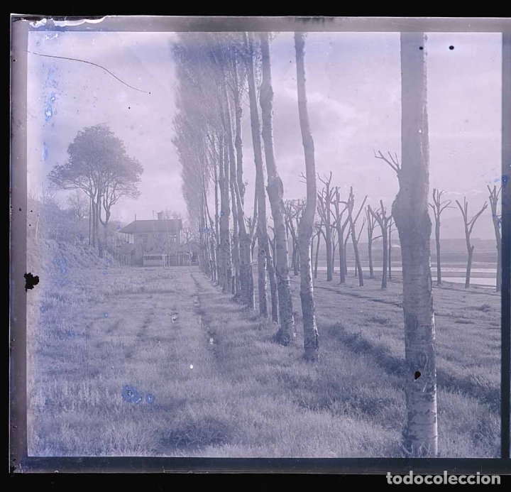 Fotografia antica: BAIX LLOBREGAT.Cultivos.  Huertos Frutales. c. 1930