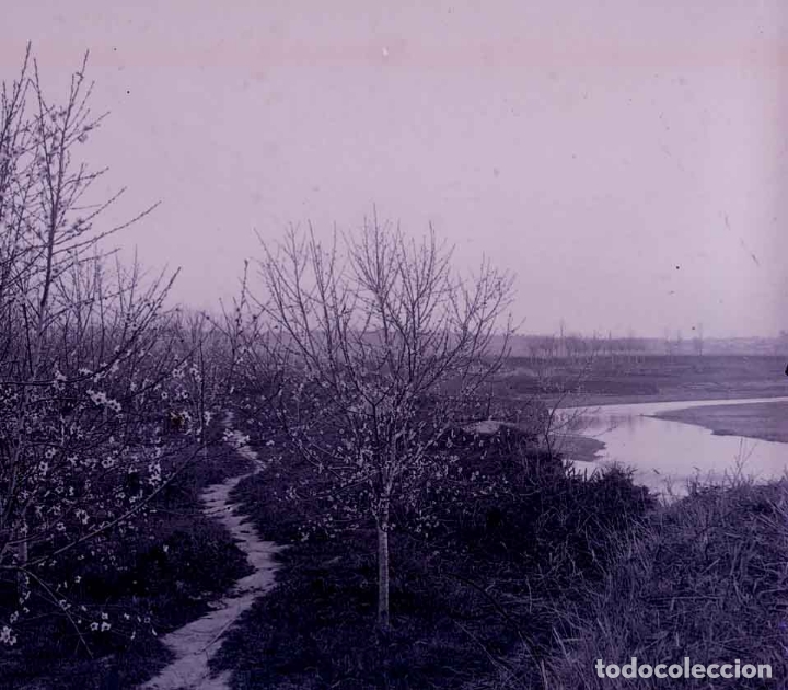 Fotografia antica: &Aacute;rboles en flor. Idilico paisaje del Baix Llobregat. c. 1930