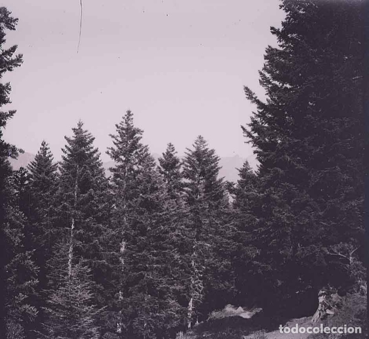 Fotografia antica: Pirineos. Bosque. Avetots. c. 1920