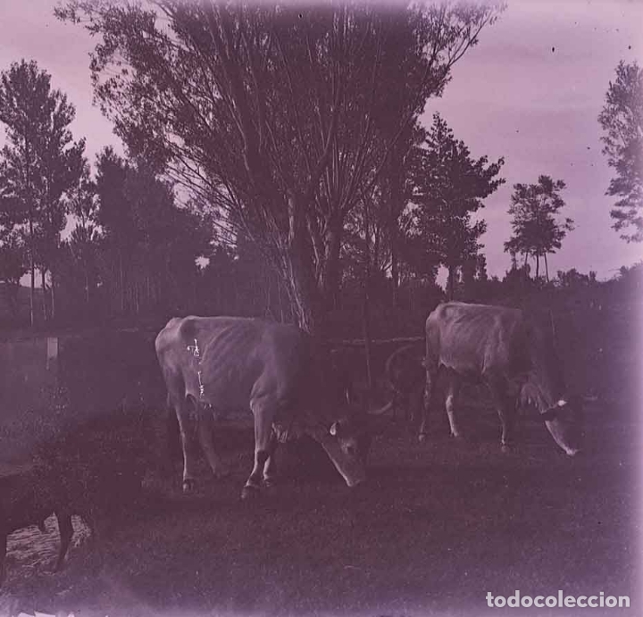 Photographie ancienne: Vacas. Prado. Bosque. Pastura. c. 1920