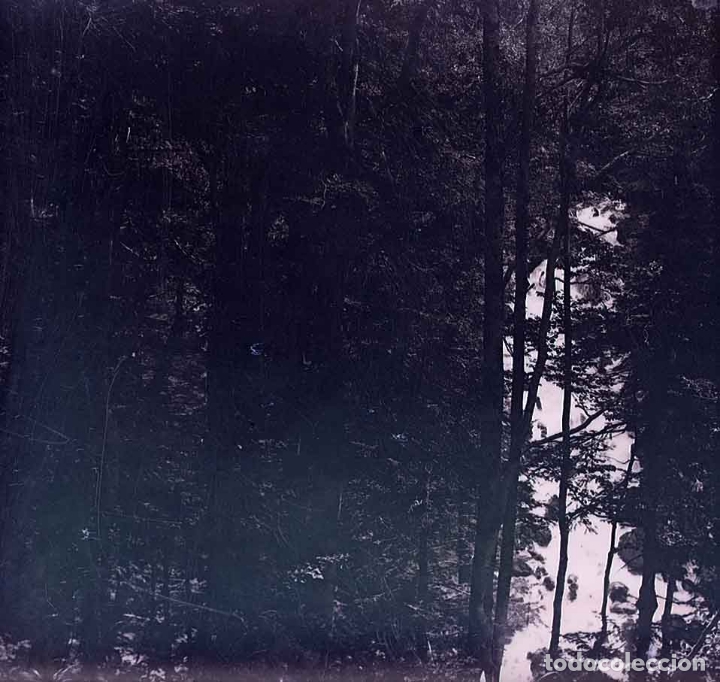 Fotografia antica: Bosque. &Aacute;rboles. c.1925
