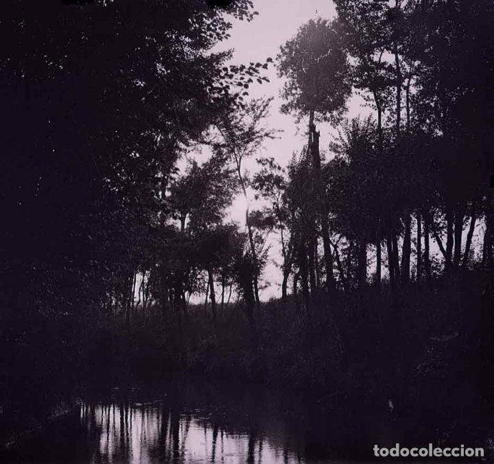 Fotografia antica: Bosque. R&iacute;o. Contraluz. Preciosa fotografia.c. 1925
