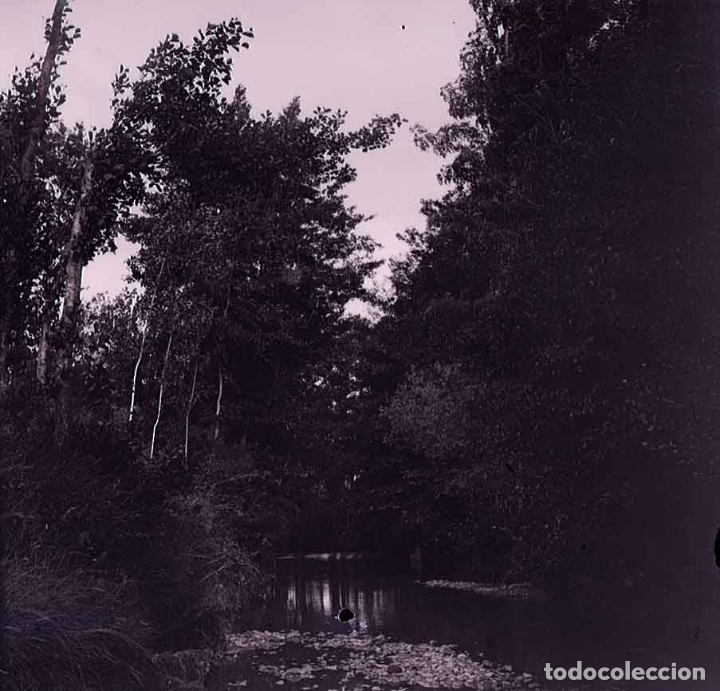 Fotograf&iacute;a antigua: Bosque. &Aacute;rboles. R&iacute;o. c.1925