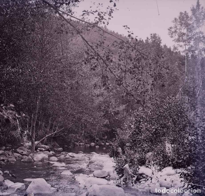 Fotografia antica: R&iacute;o. Bosque. c. 1935