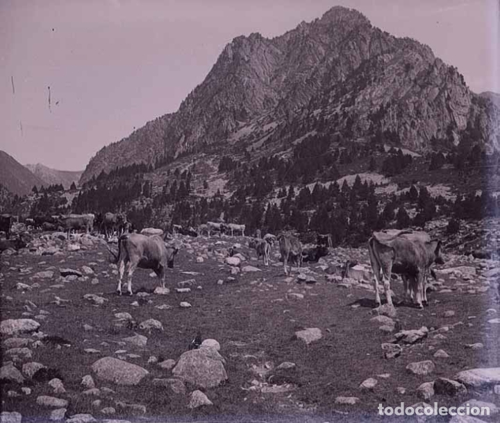 Fotografia antica: Pirineos. Vacas. Precioso paisaje. Lugar sin identificar. c.1915