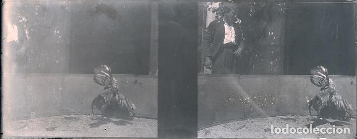 Antique Photography: PELEAS DE GALLOS RE&Ntilde;IDERO NEGATIVO DE CRISTAL