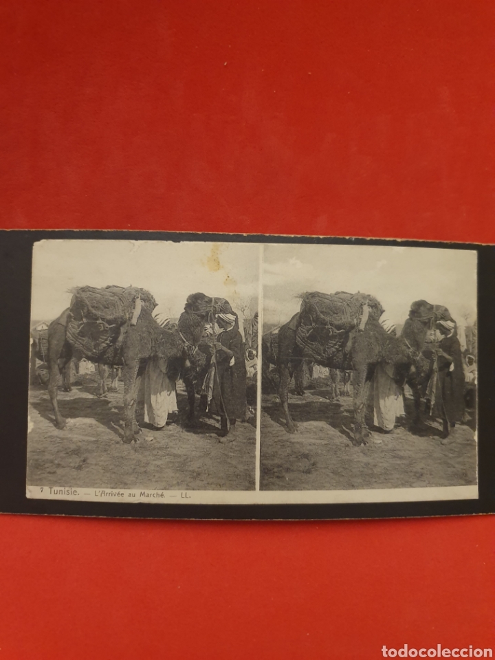 Antique Photography: Tunisie. L' Arrivee Au Marche.1890-1900 Aprox.