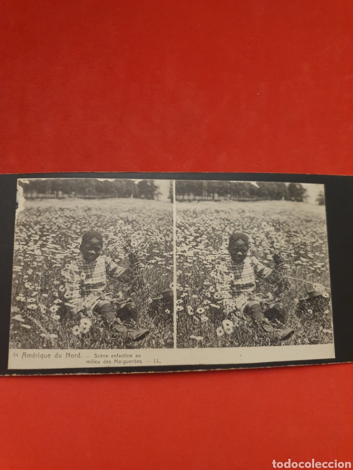 Fotografia antica: Amerique du Nord.Scene Enfantine su milleu des Marguerites.1890-1900 Aprox.